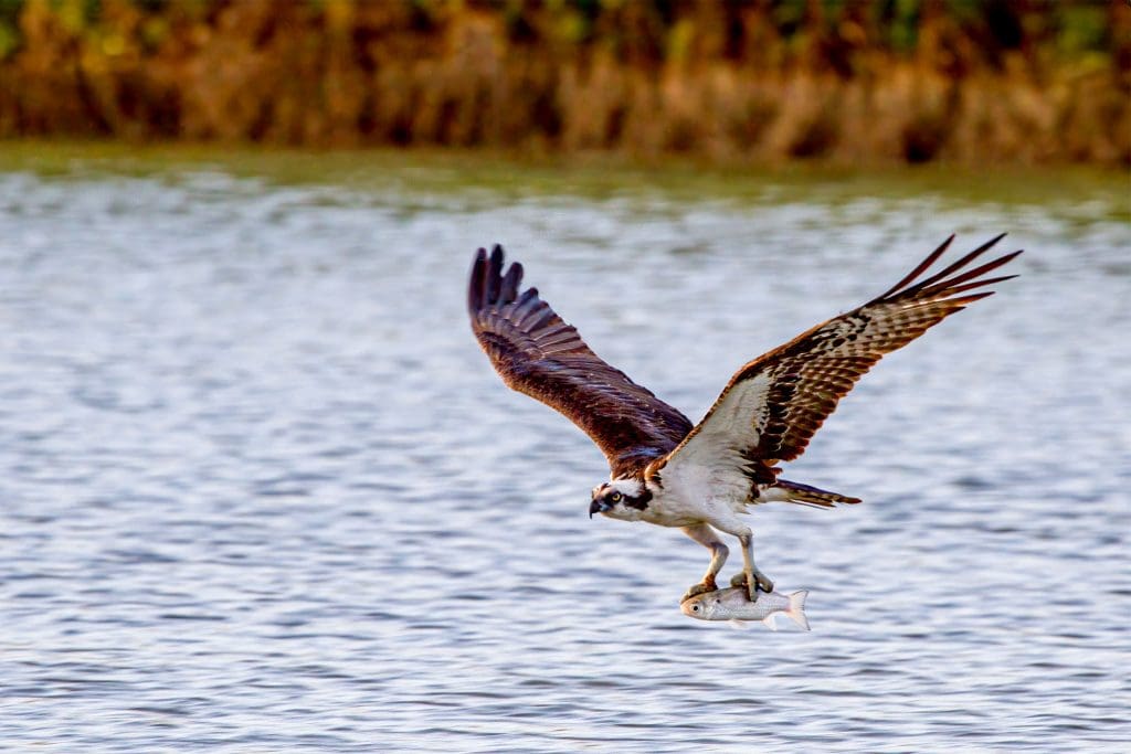 Osprey flying over water with a fish in its claws