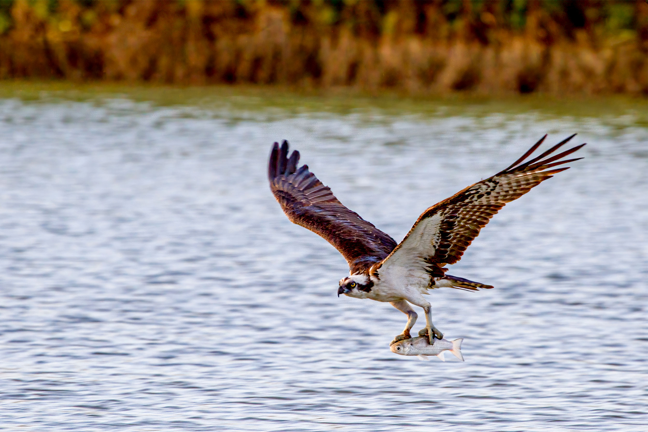 Osprey flying over water with a fish in its claws