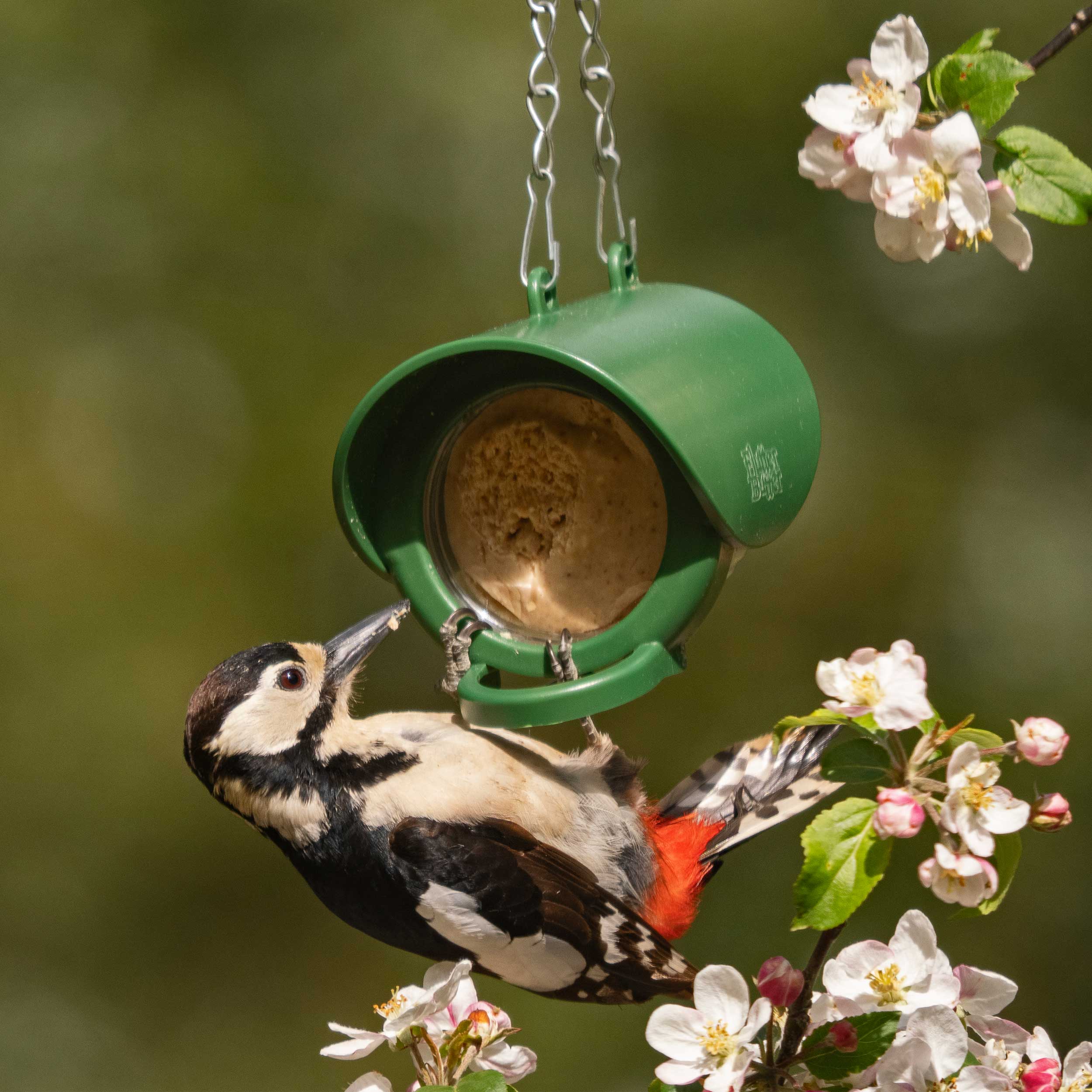 A woodpecker hangs from a plastic green feeder filled with Flutter Butter