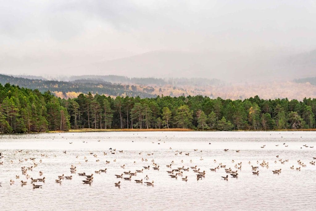 A-gaggle-of-Greylag-Geese-on-Loch-Garten-in-the-Highlands-of-Scotland.TWFCD4-(Alamy-Stock-Photo) Greylag Geese floating on the waters of Loch Garten, with a shoreline of pine trees behind