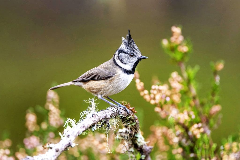Crested-tit.RSPB_1013545-RSPB--Les-Cater A Crested Tit perched on a tree branch in blossom