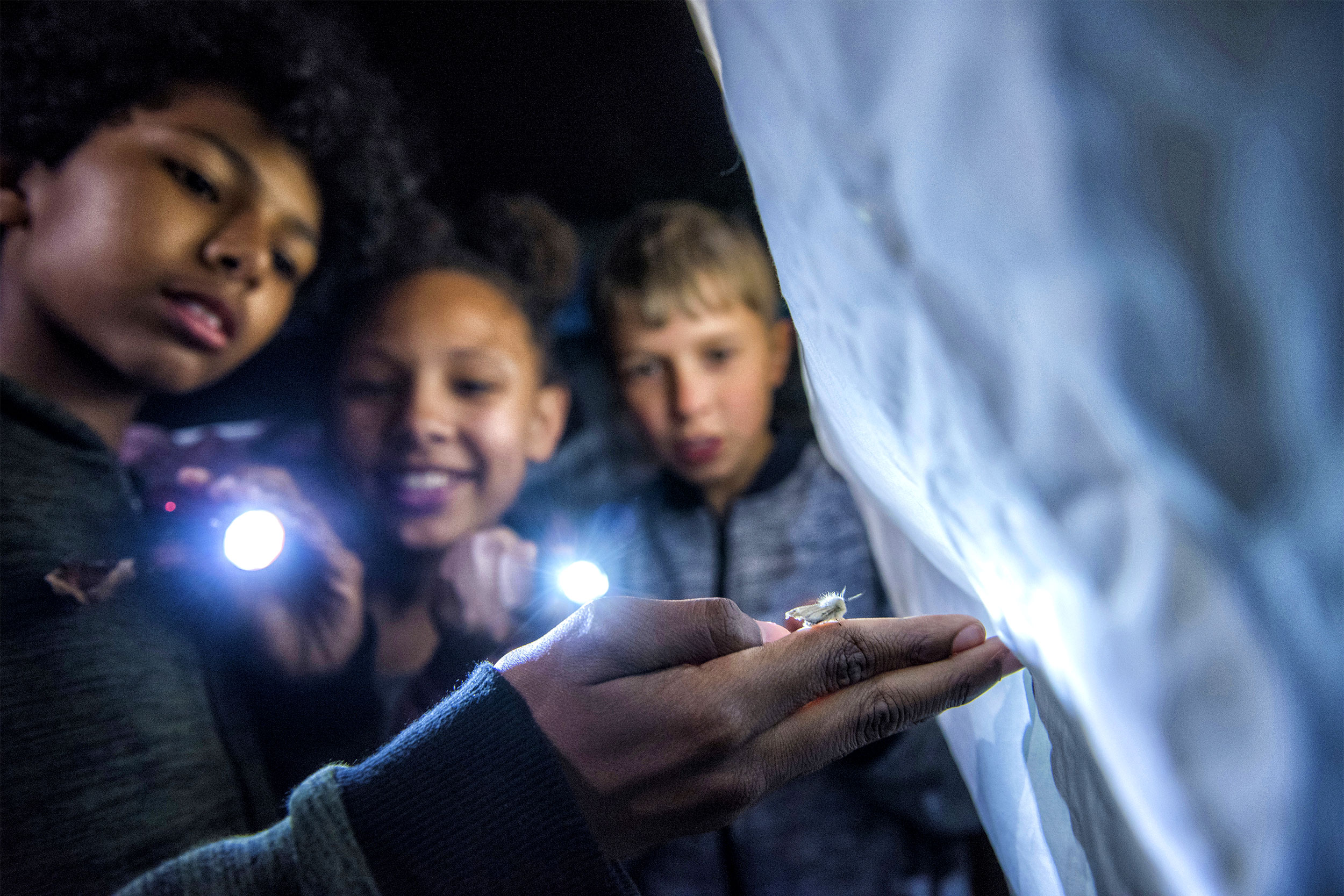 Children shining torches onto an adult's hand, which is holding a nocturnal creature – it's nighttime