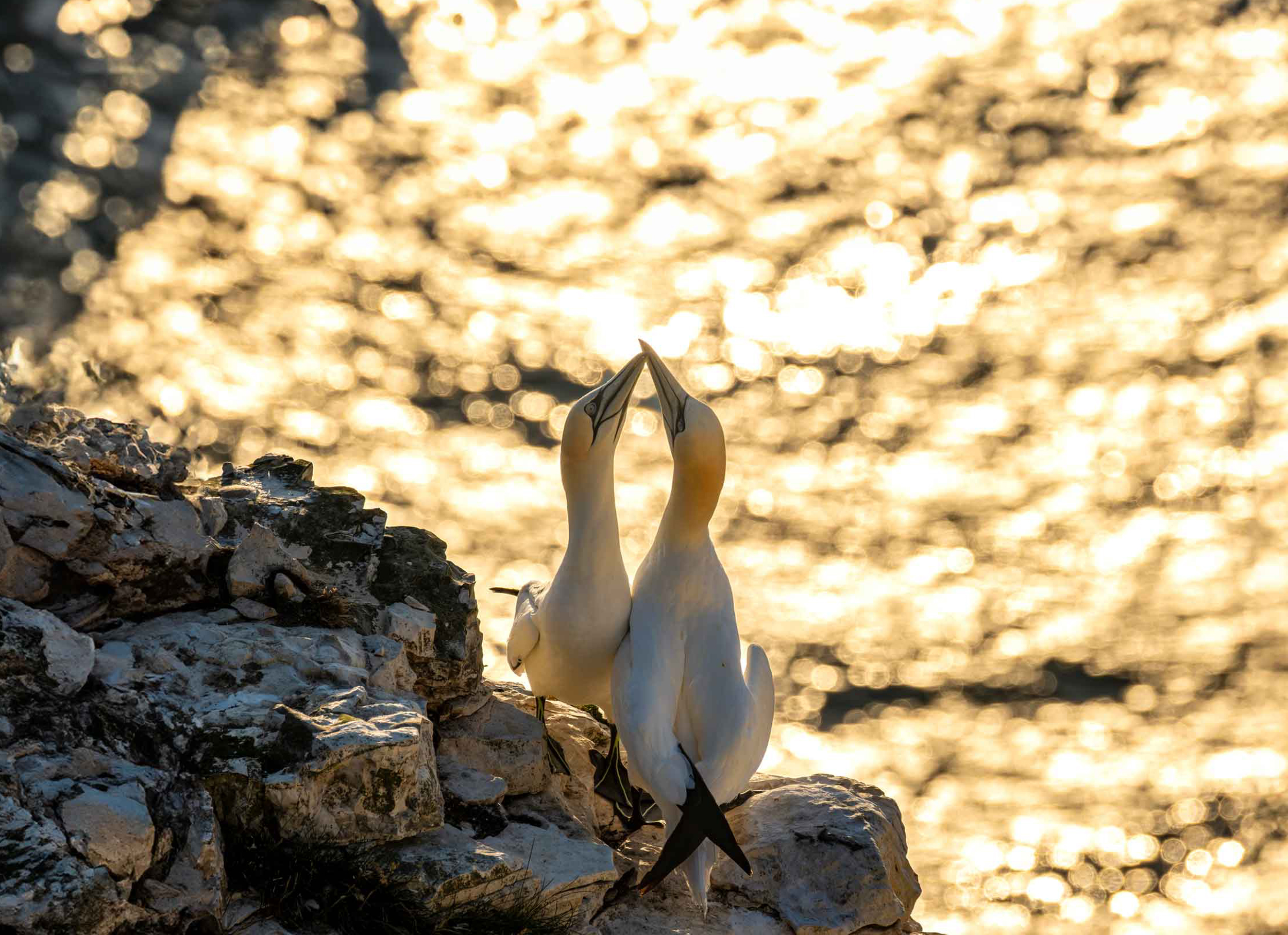 Two Gannets on a rocky outcrop, silhouetted by the sunset