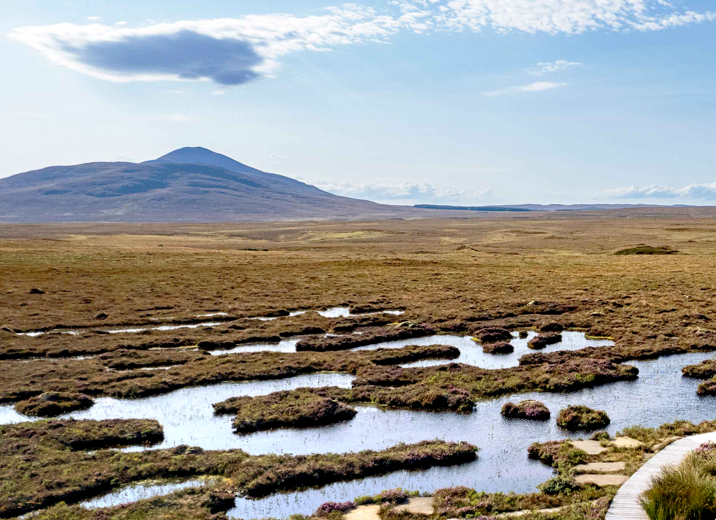 A view over wetland, with a mountain in the distance
