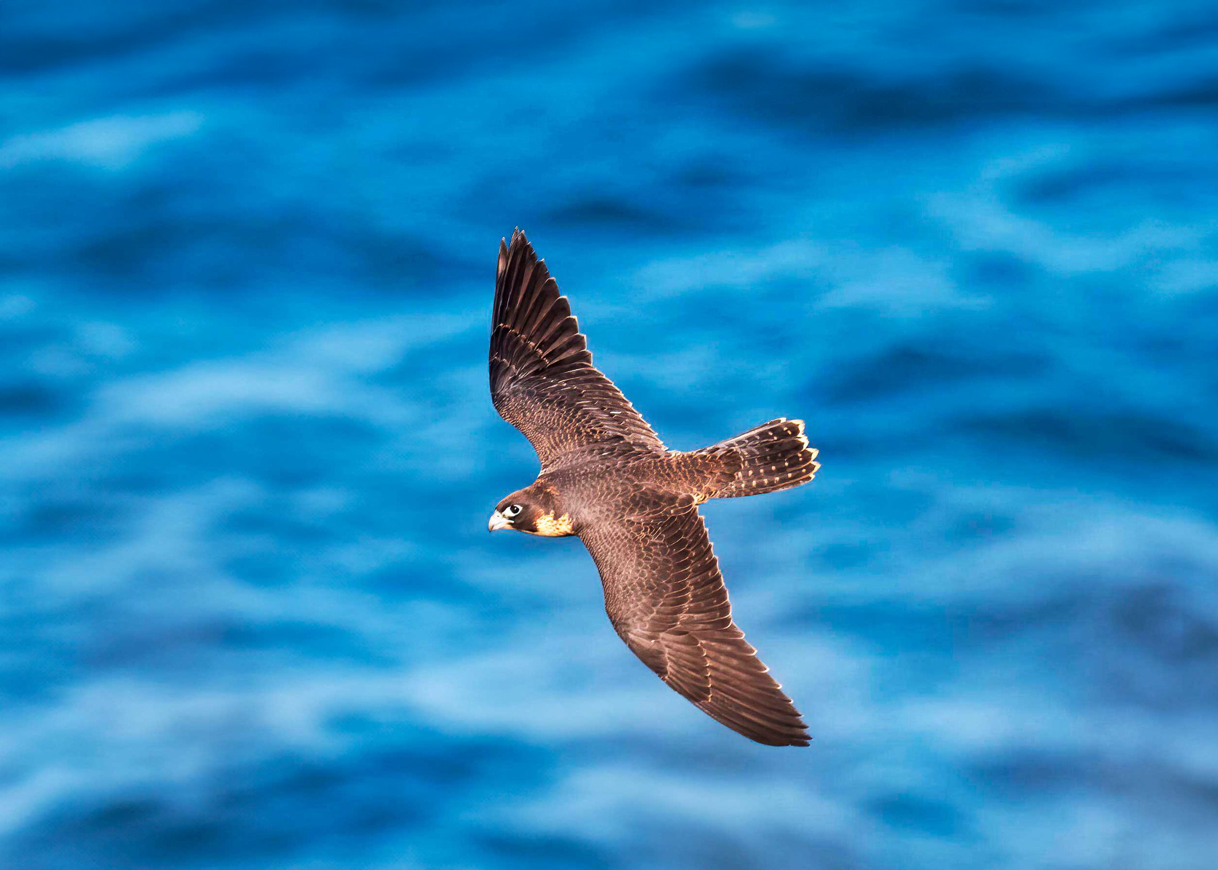 A Peregrine Falcon flying over water