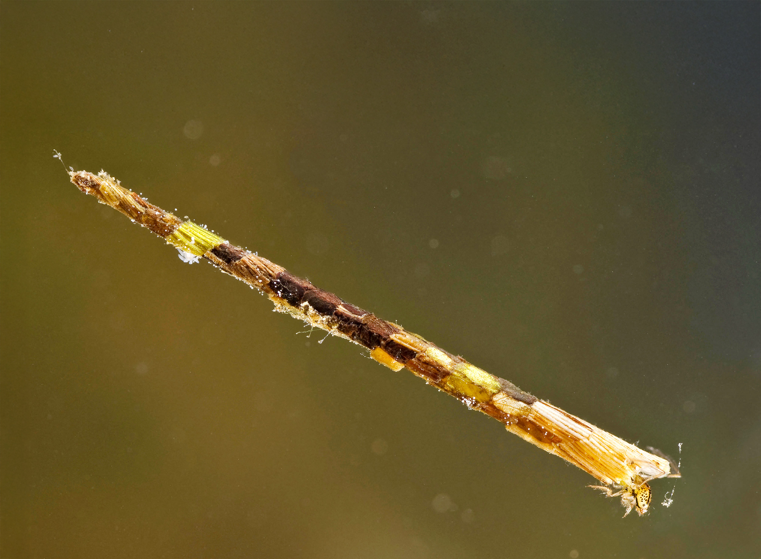 A side view of a Caddisfly larva with a patchwork-style casing