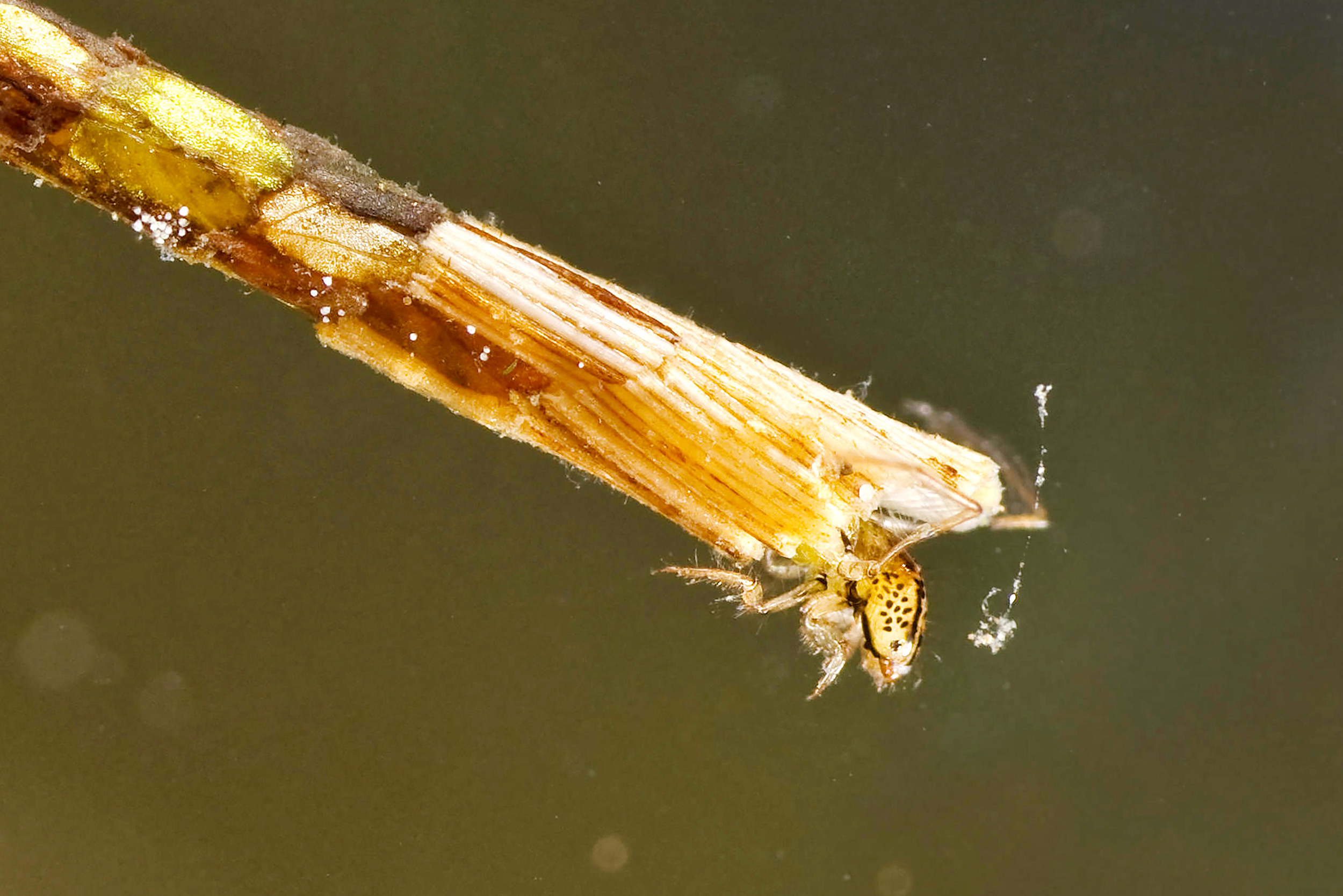 Close up side view of a Caddisfly
