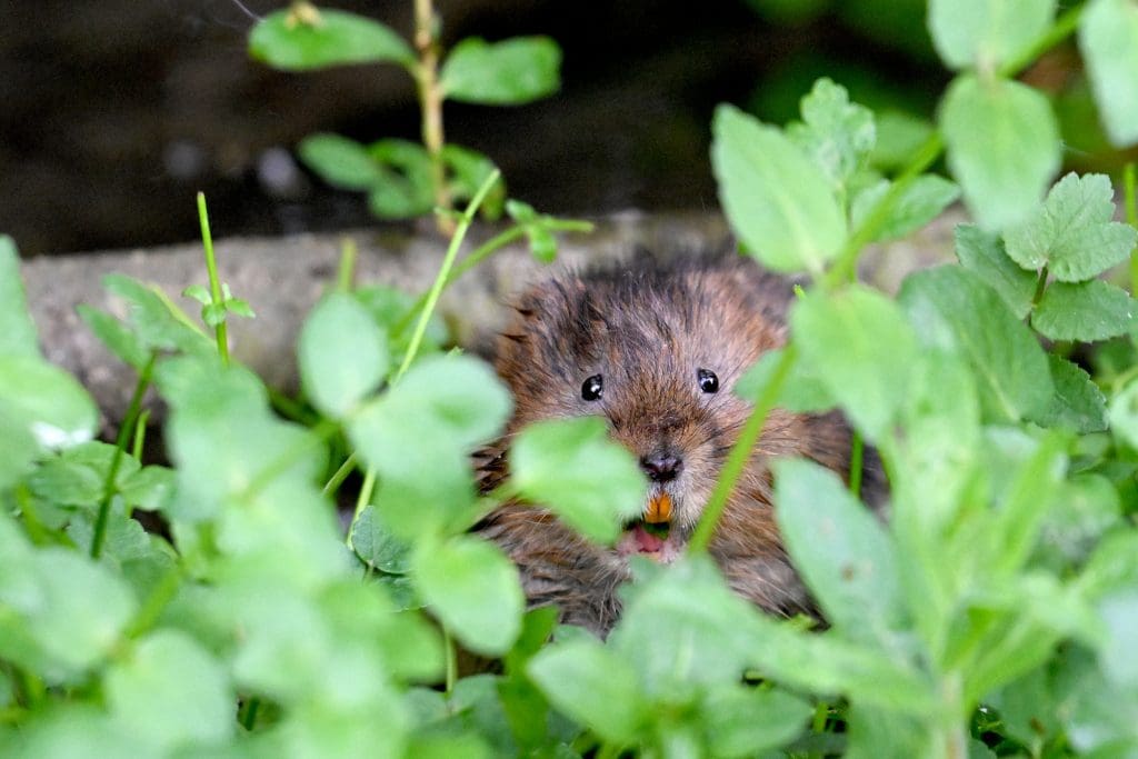 A Water Vole seen through green foliage