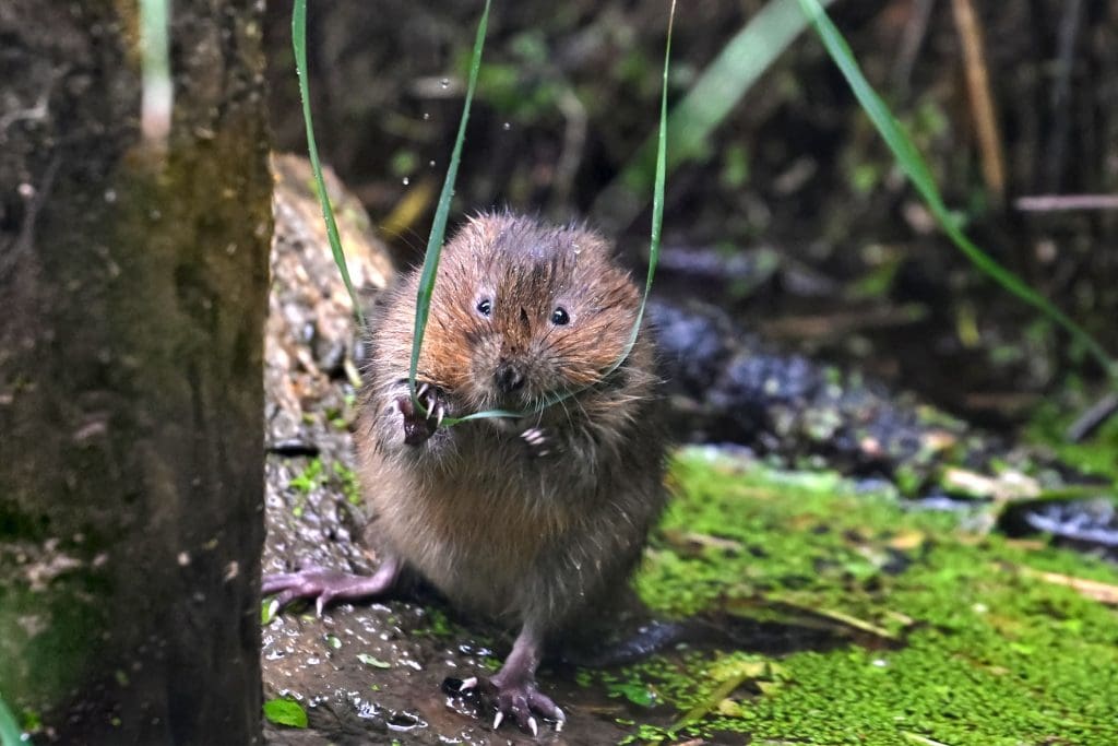 A Water Vole stands on its back legs holding a blade of grass