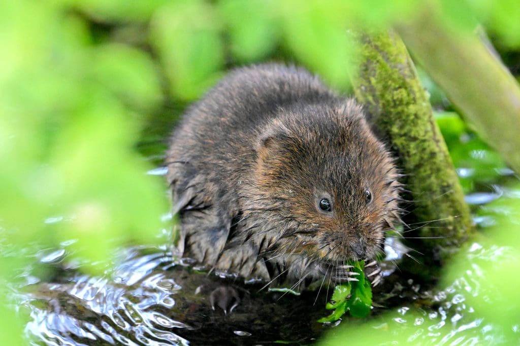 A Water Vole nibbling on green foliage in the water
