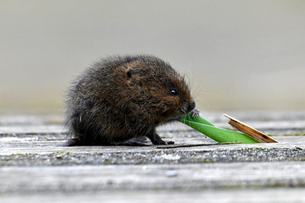 A baby Water Vole eating a stem