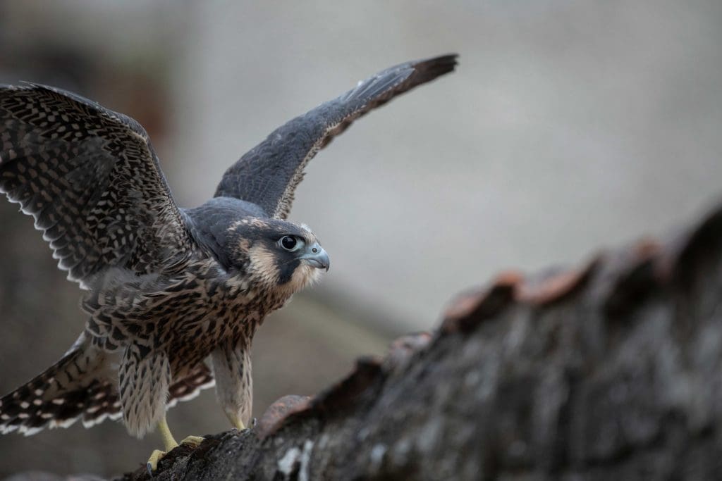 A Peregrine Falcon with its wings outstretched