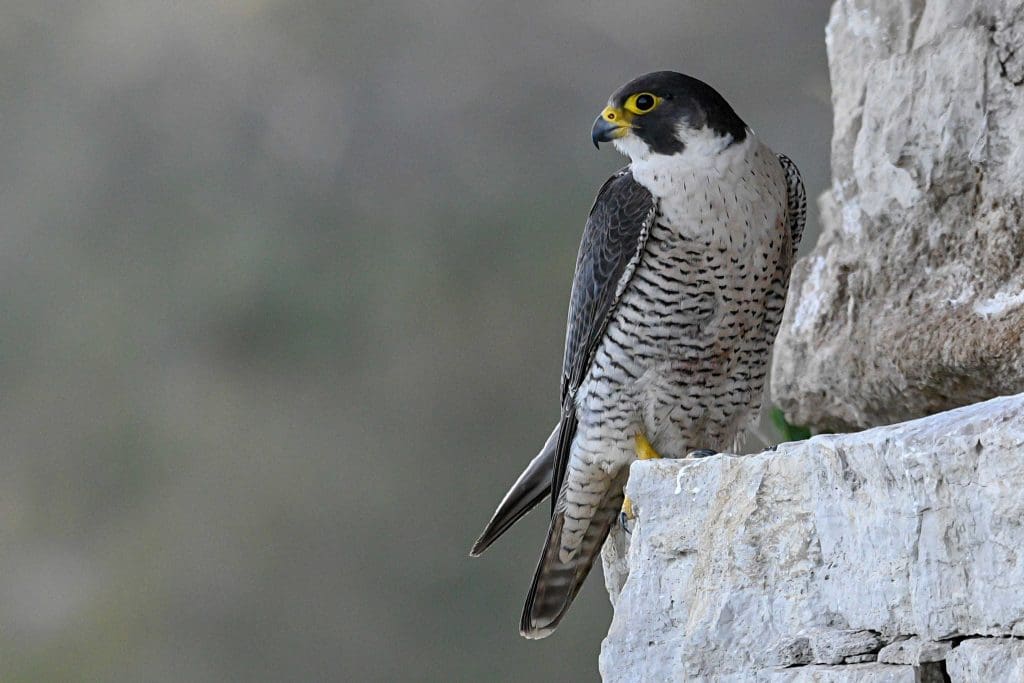 A Peregrine Falcon perched on the side of a cliff