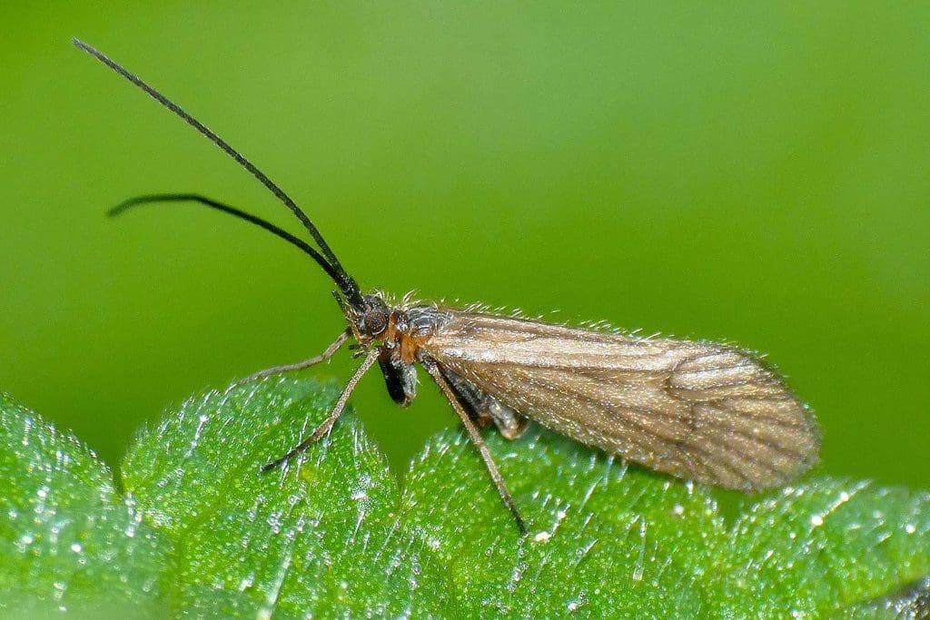 Land-Caddis_Dieter-Schulten-(licenced-under-CC-zero) A Land Caddis on a leaf