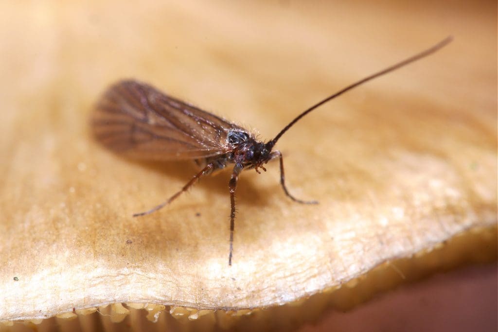 Land-Caddis_Nico-(licenced-under-CC-zero) A Land Caddis on plant matter