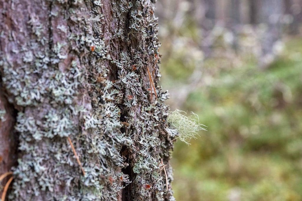 Micro-details-of-lichen-on-tree-trunk,-RSPB-Loch-Garten-Nature-Reserve.RSPB_1022966-RSPB-Sam-Turley A close-up of tree bark with lichen