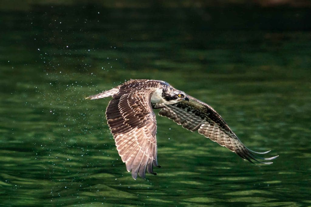 Osprey.ALAMY_R6W77N-Contributor--Panther-Media-Global An Osprey flying just above the waterline, its wings pointing down