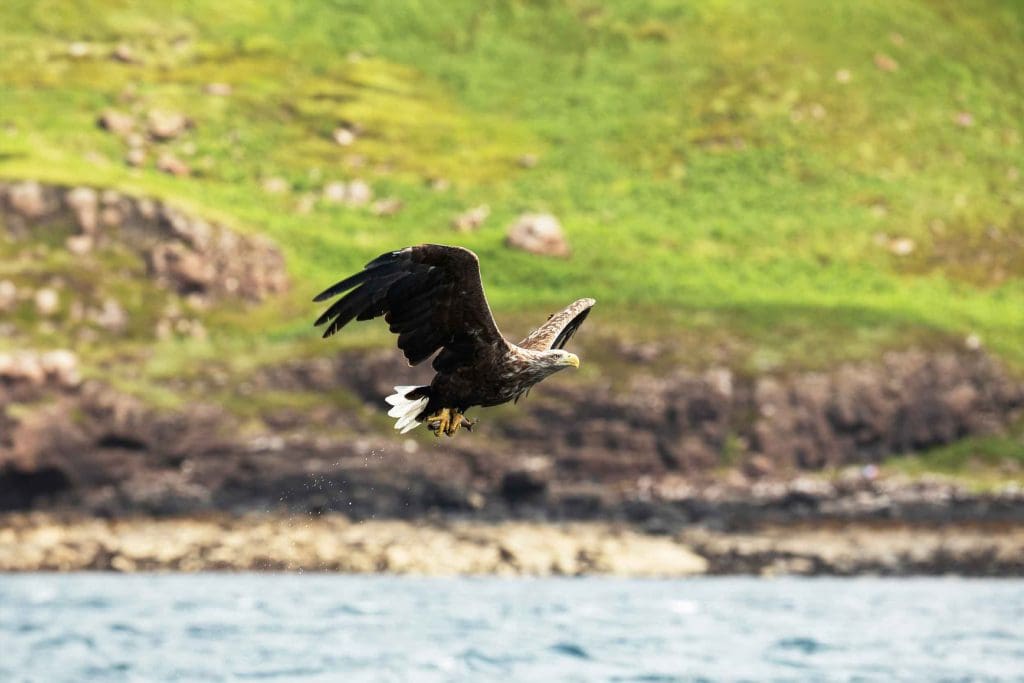 White-tailed-sea-eagle.RSPB_1011852-RSPB--Ben-Andrew White-tailed Eagle gliding over water, with a rocky coast in the background