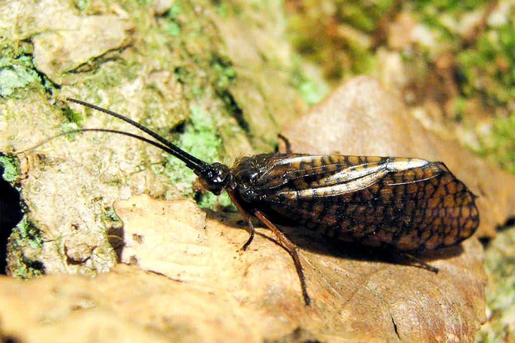 Window Winged Sedge_Rob Felix (licenced under CC BY 3.0) Window Winged Sedge on a leaf