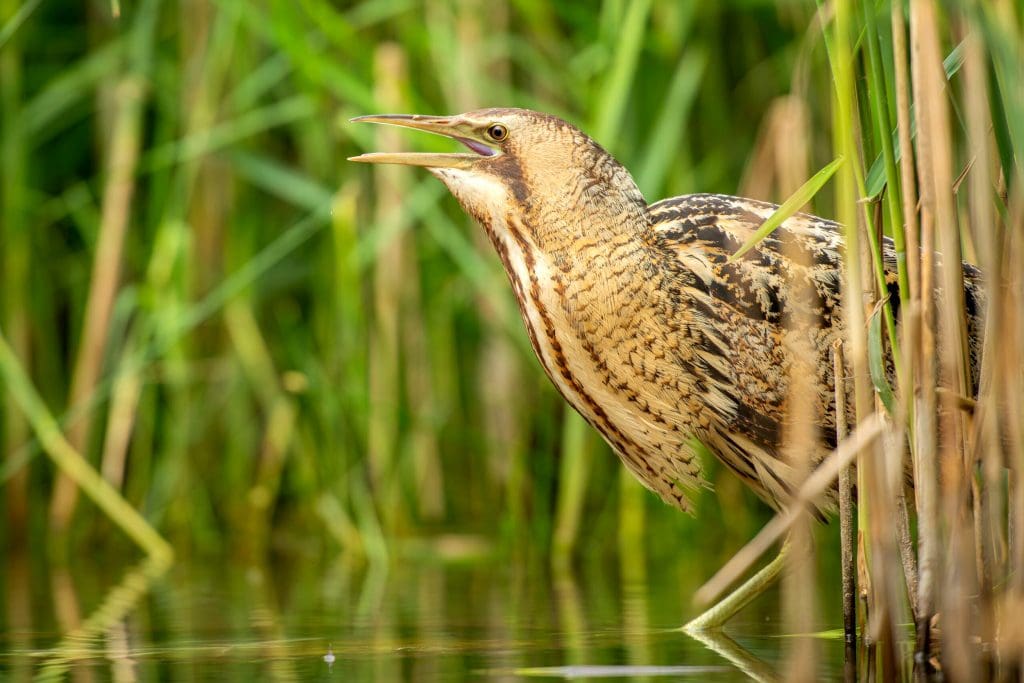 Bittern_Credit Ben Andrew_RSPB_1002141 A Bittern in the water, half hidden by reeds