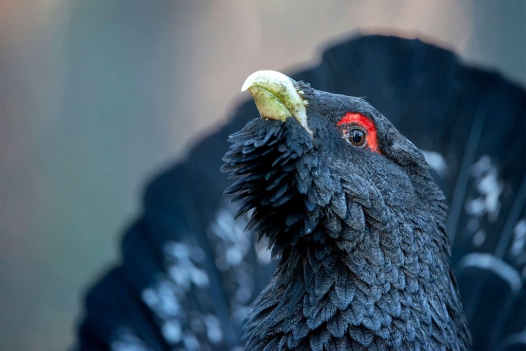 Capercaillie_Ben Andrew_RSPB_1000337 A close up of a Capercaillie