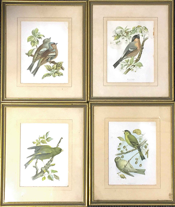 Four antique framed prints of birds