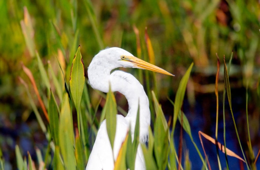 Close-up-of-Great-Egret_Contributor--Bill-Gozansky ALAMY_2G652BR- Great Egret in profile, among wetland plants