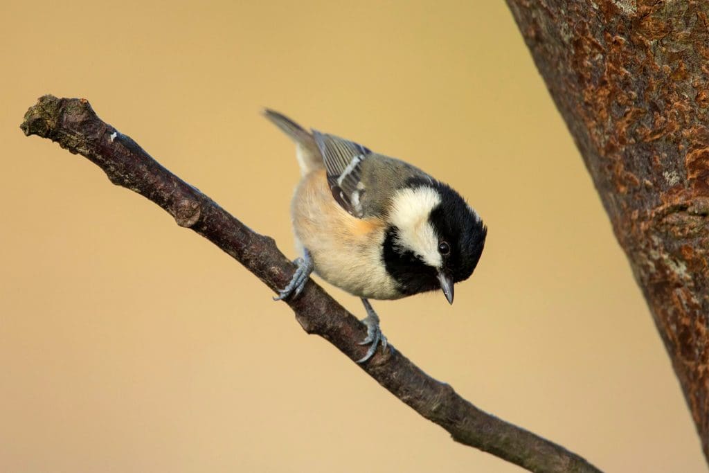Coal Tit_Ben Andrew_RSPB_1021893 A Coal Tit perched on a branch