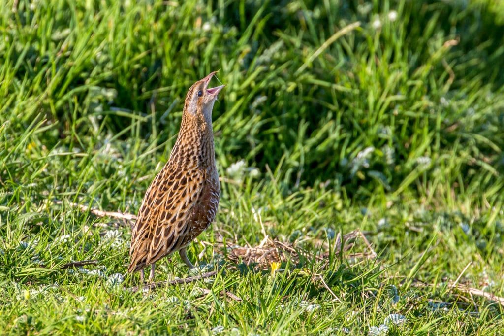 Corncrake_Credit David Palmer_RSPB_1013431 A Corncrake calls in a grassy clearing