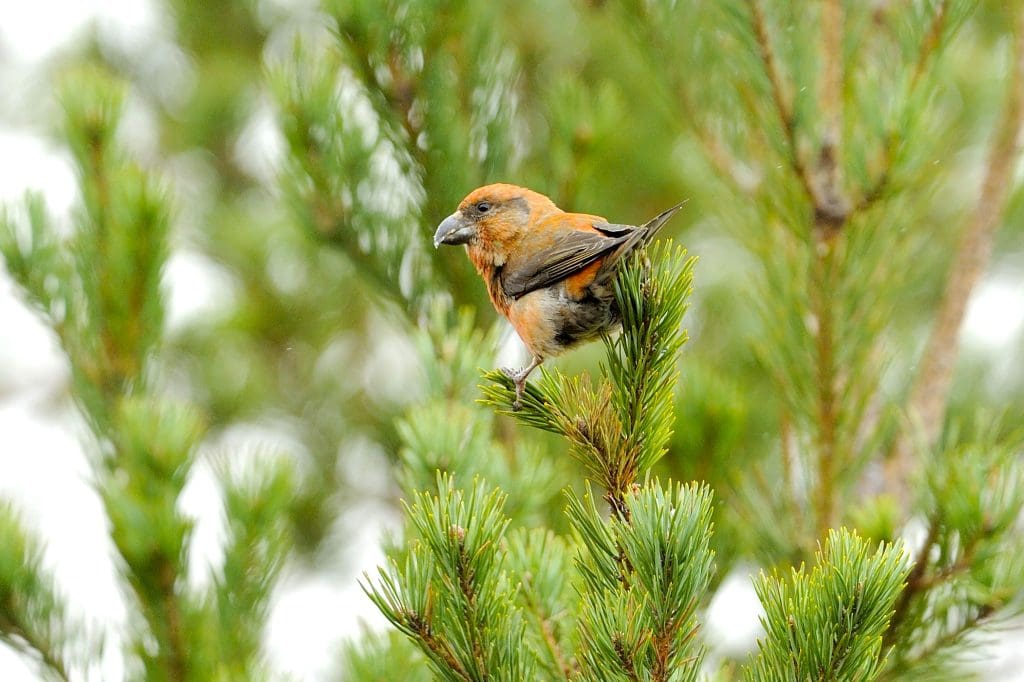 Crossbill perched in Scots pine_Ben Andrew_RSPB_1038672 A Crossbill perched in a tree