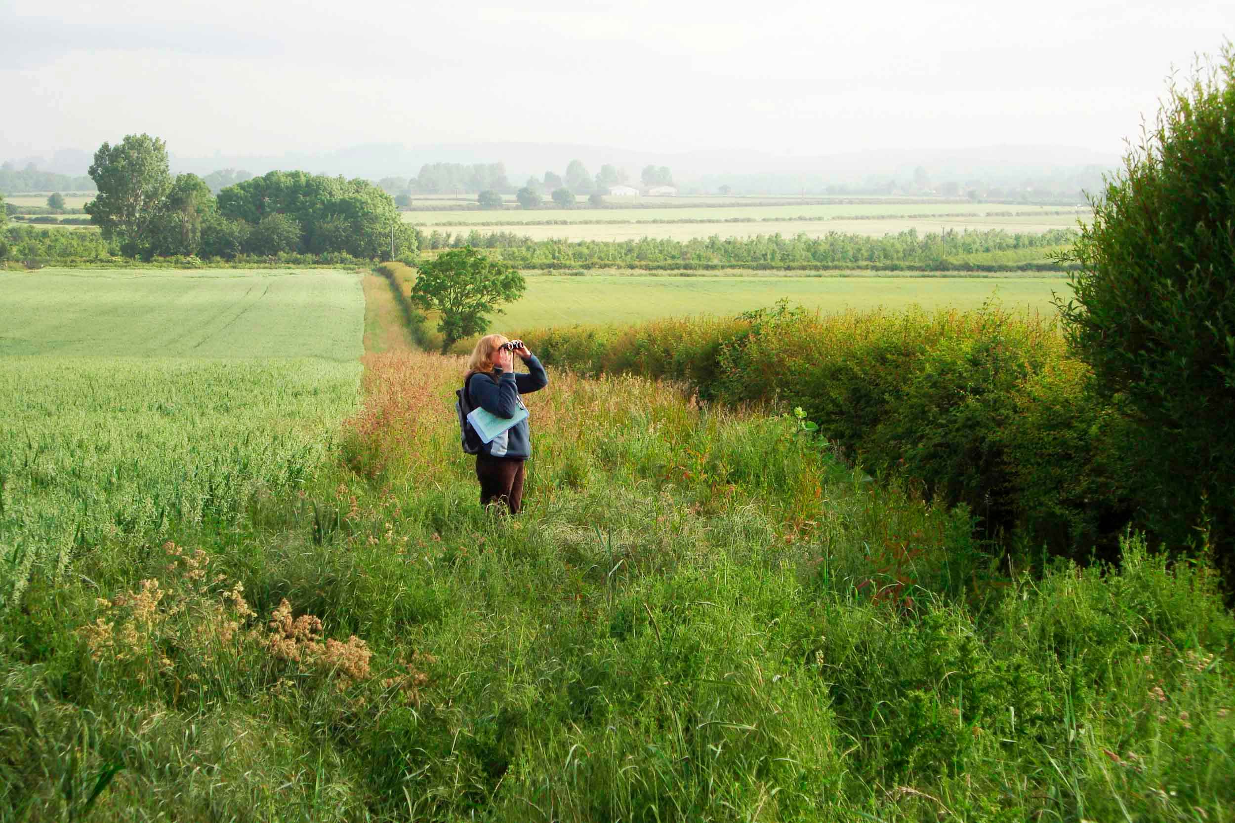 A volunteer conducts a field survey, standing in a green field near the boundary hedge and looking in binoculars