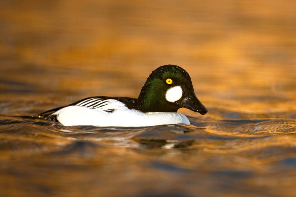 Goldeneye adult male_Ben Andrew_RSPB_1003784 A male Goldeneye duck on the water
