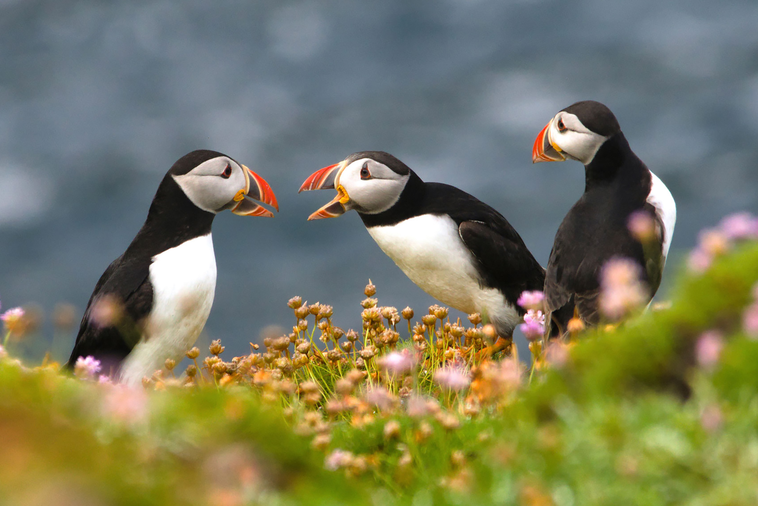 Three Puffins on land; the middle Puffin has its beak open and is leaning toward another Puffin, as if it is sharing information