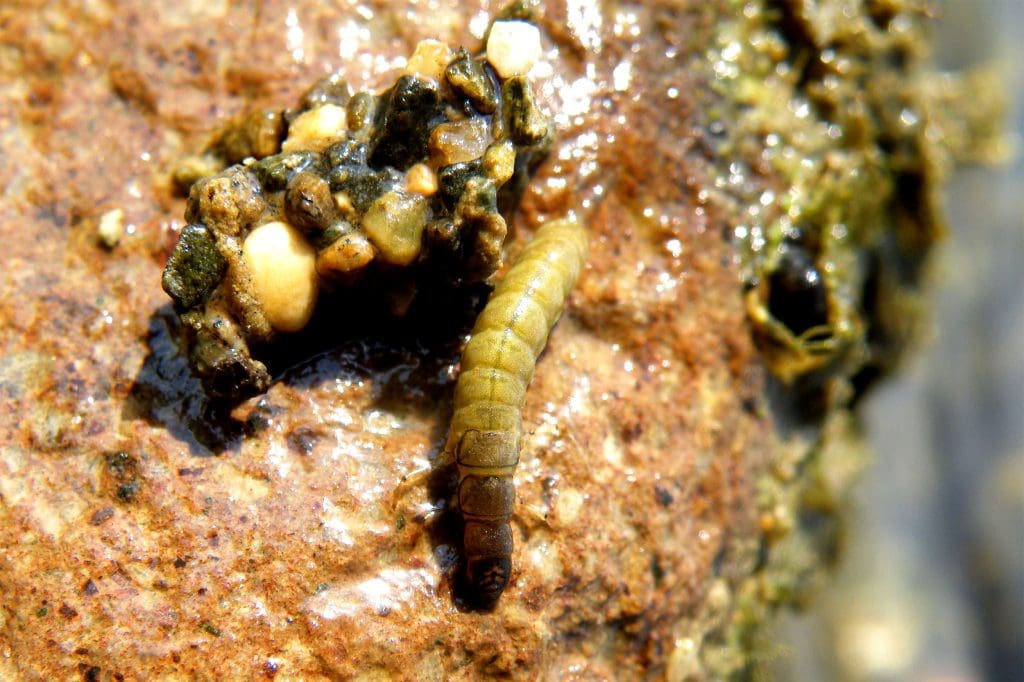 An aquatic caddisfly larva next to its rocky casing