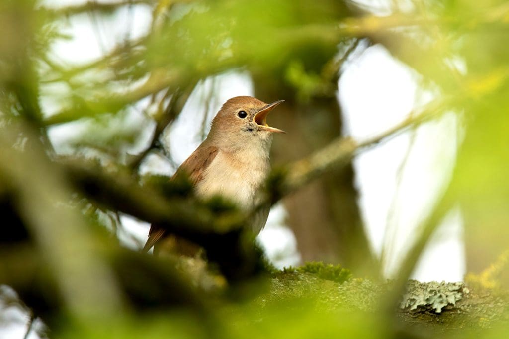 Nightingale_Credit Ben Andrew_RSPB_1018677 A Nightingale sings, its beak open wide, while perched in a tree