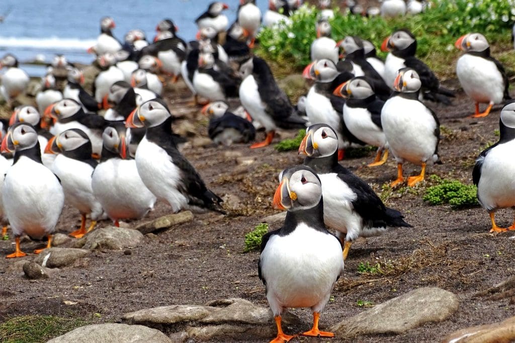 Puffins_Ibrahim Alfarwi RSPB_1010492 Many Puffins standing on the sea shore