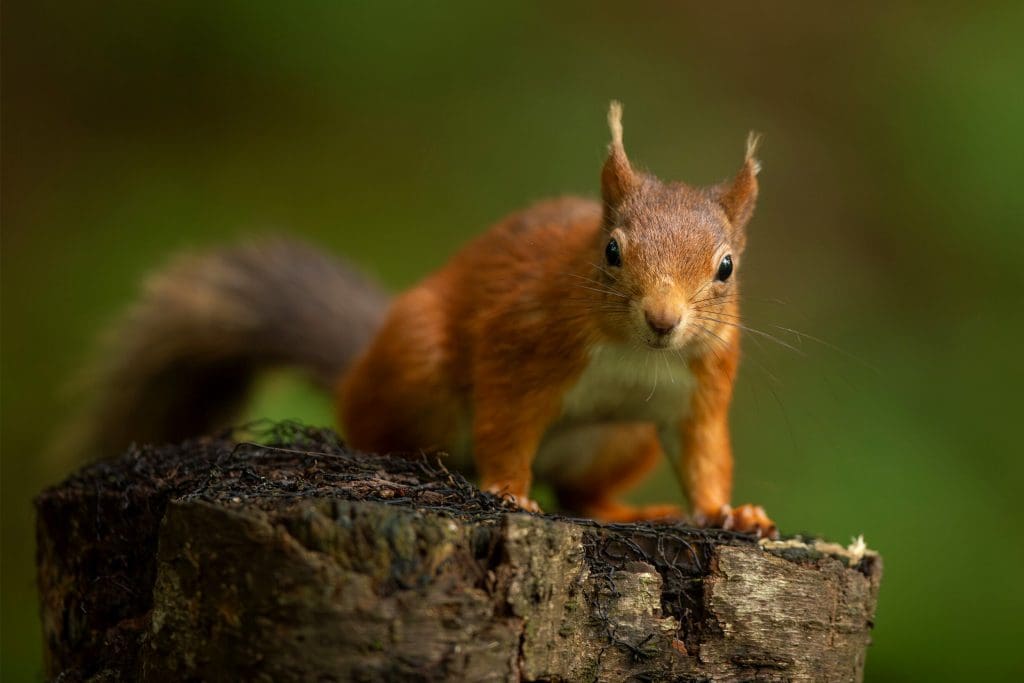 Red Squirrel_Ben Andrew RSPB_1000408