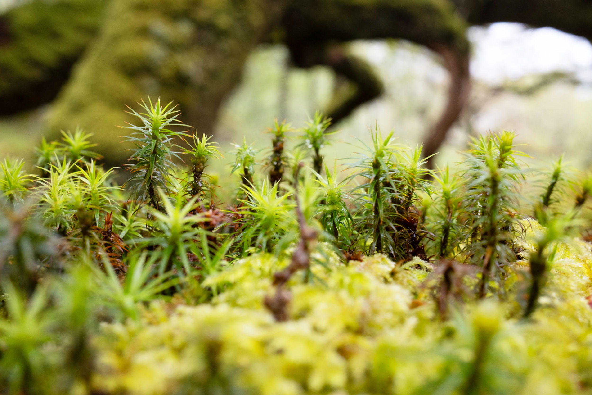 A close-up view of the forest-like Haircap moss on the rainforest floor