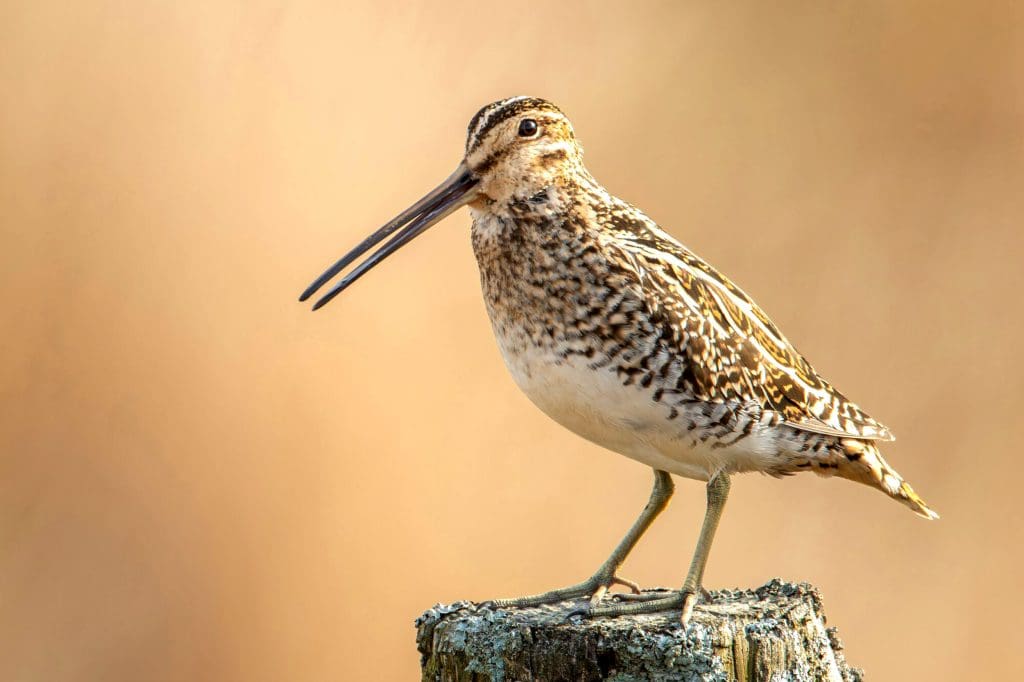 Snipe_Credit Ben Andrew_RSPB_1009751 A Snipe perched on a tree stump