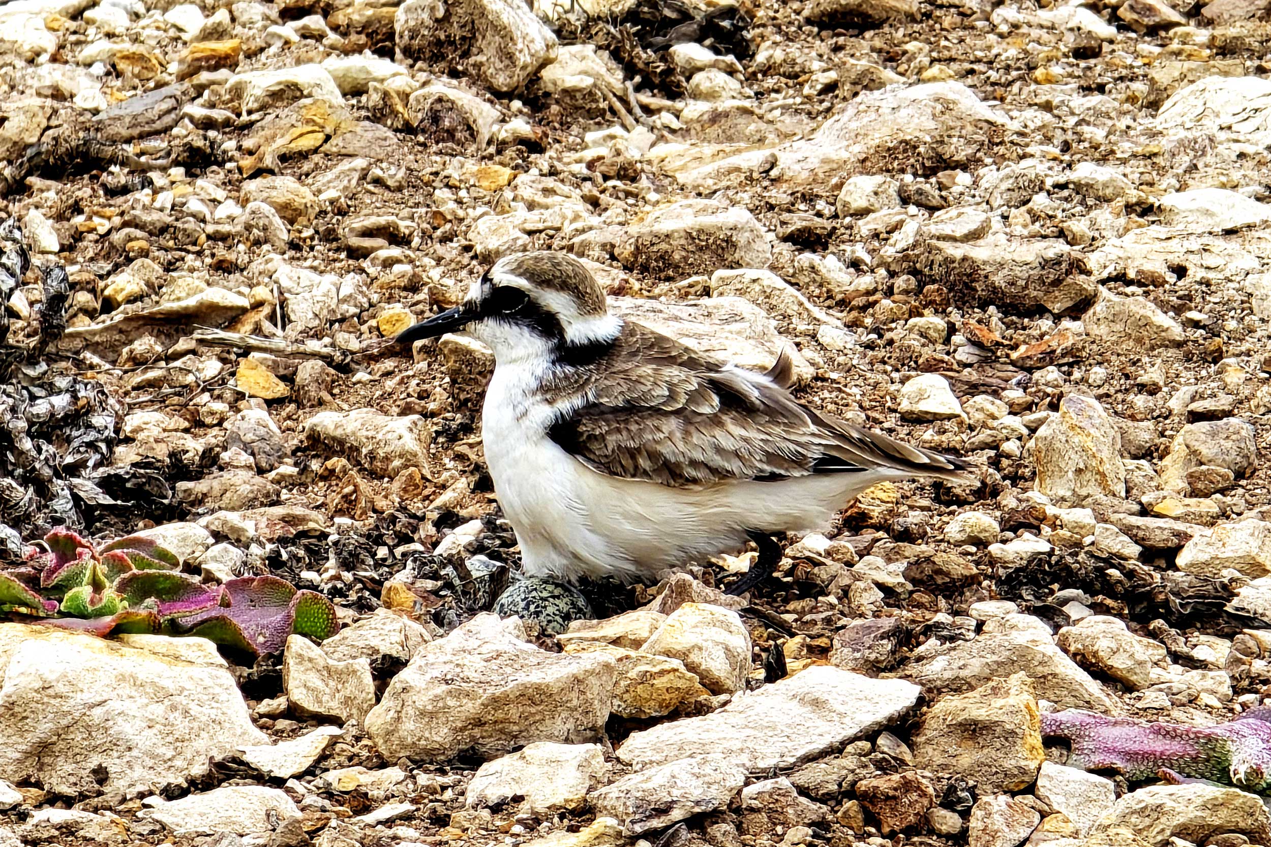 A St Helena Ploverstanding amongst rocks, almost camoflaged