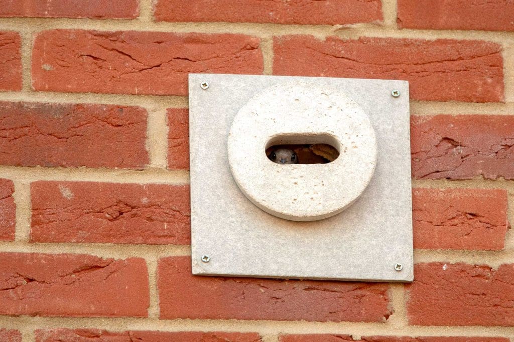 Swift adult poking head out of nest brick_ Ben Andrew RSPB_1019984 Adult Swift poking its head out of nest brick