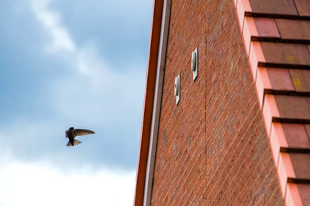 Swift_Ben Andrew RSPB_1037221 A Swift flying towards a nest brick