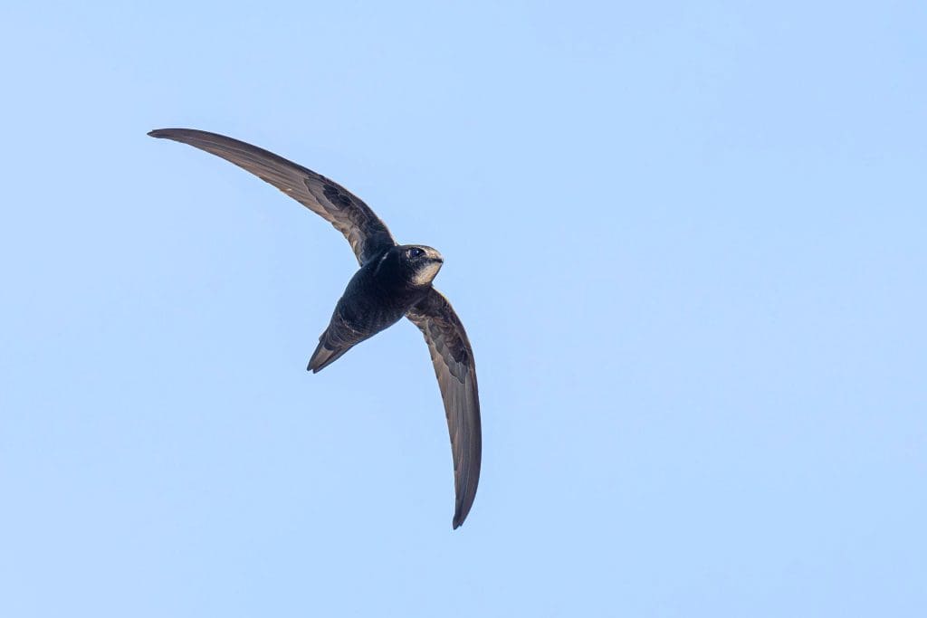 Swift_Philip Croft_RSPB_1001743