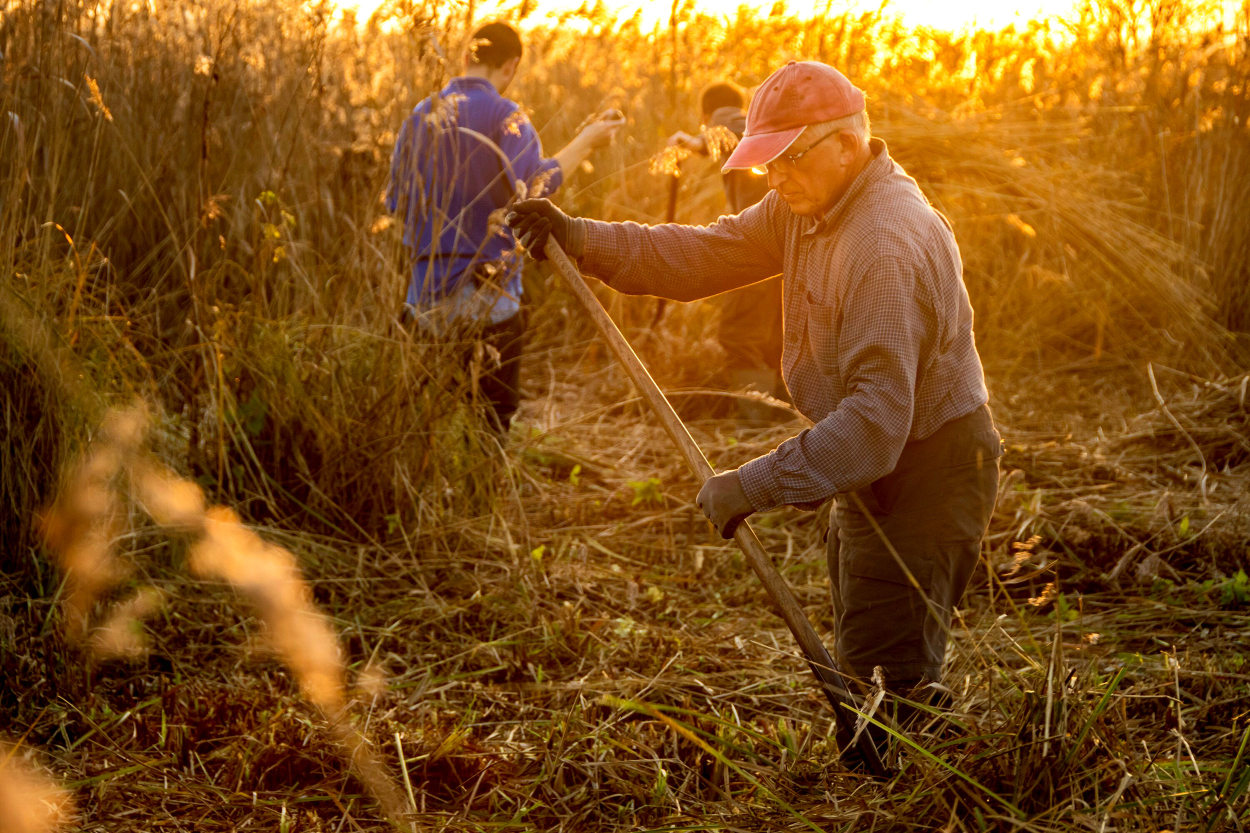 Three adults in a field of tall reeds, cutting them with scythes, the sun setting behind them