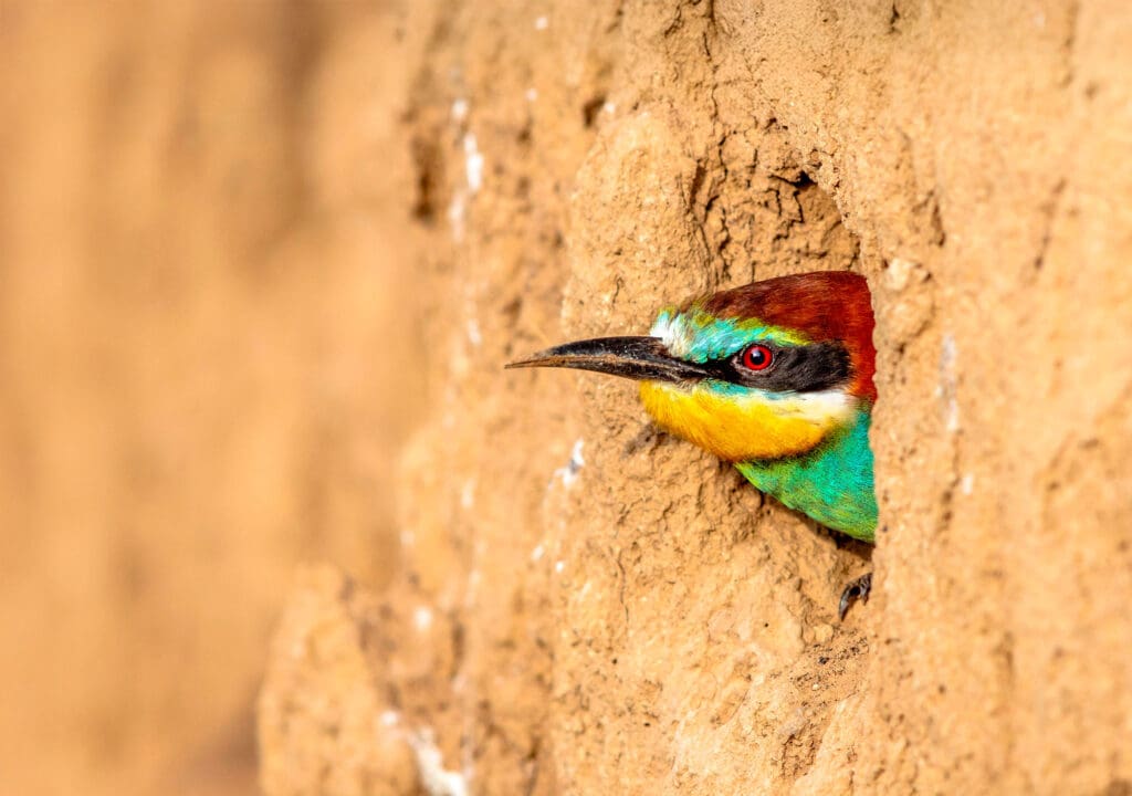 Bee Eater