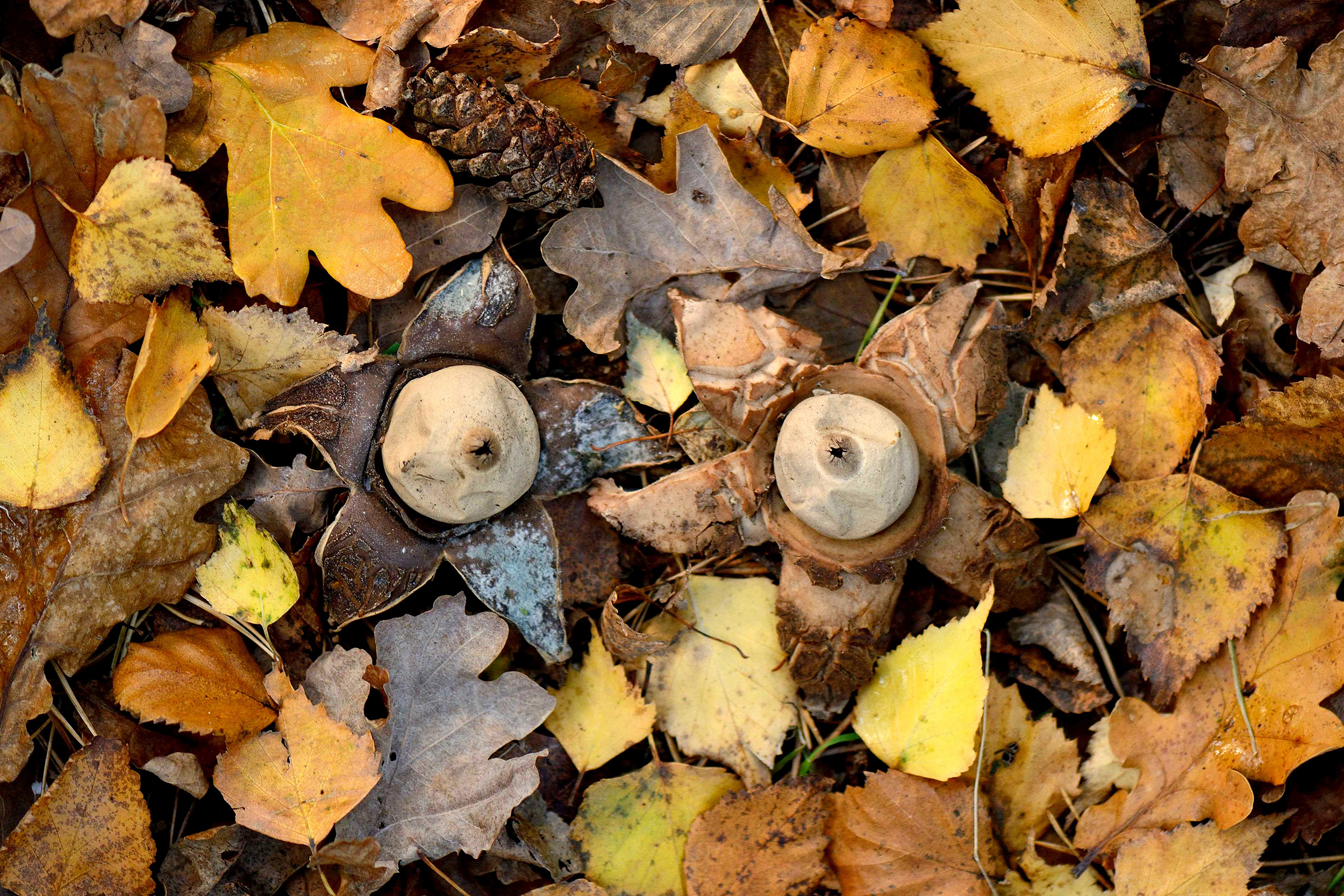 Earthspore fungi among leaf litter