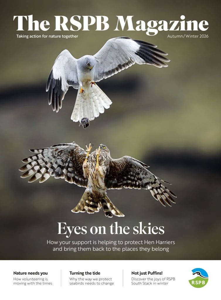 The RSPB Magazine Autumn/Winter 2026 with male and female Hen Harrier's performing a food pass on the cover