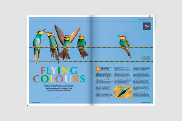 A colourful double-page spread in a magazine, showing brightly coloured birds perched on a wire, with accompanying text.
