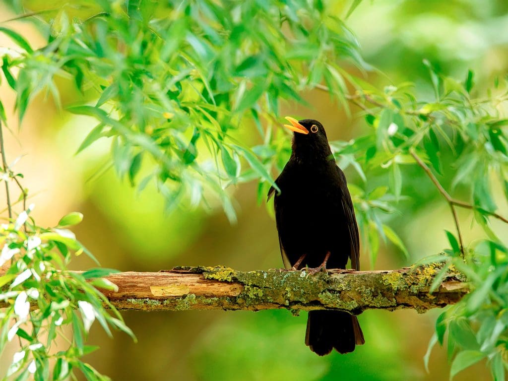 Blackbird sings on a branch