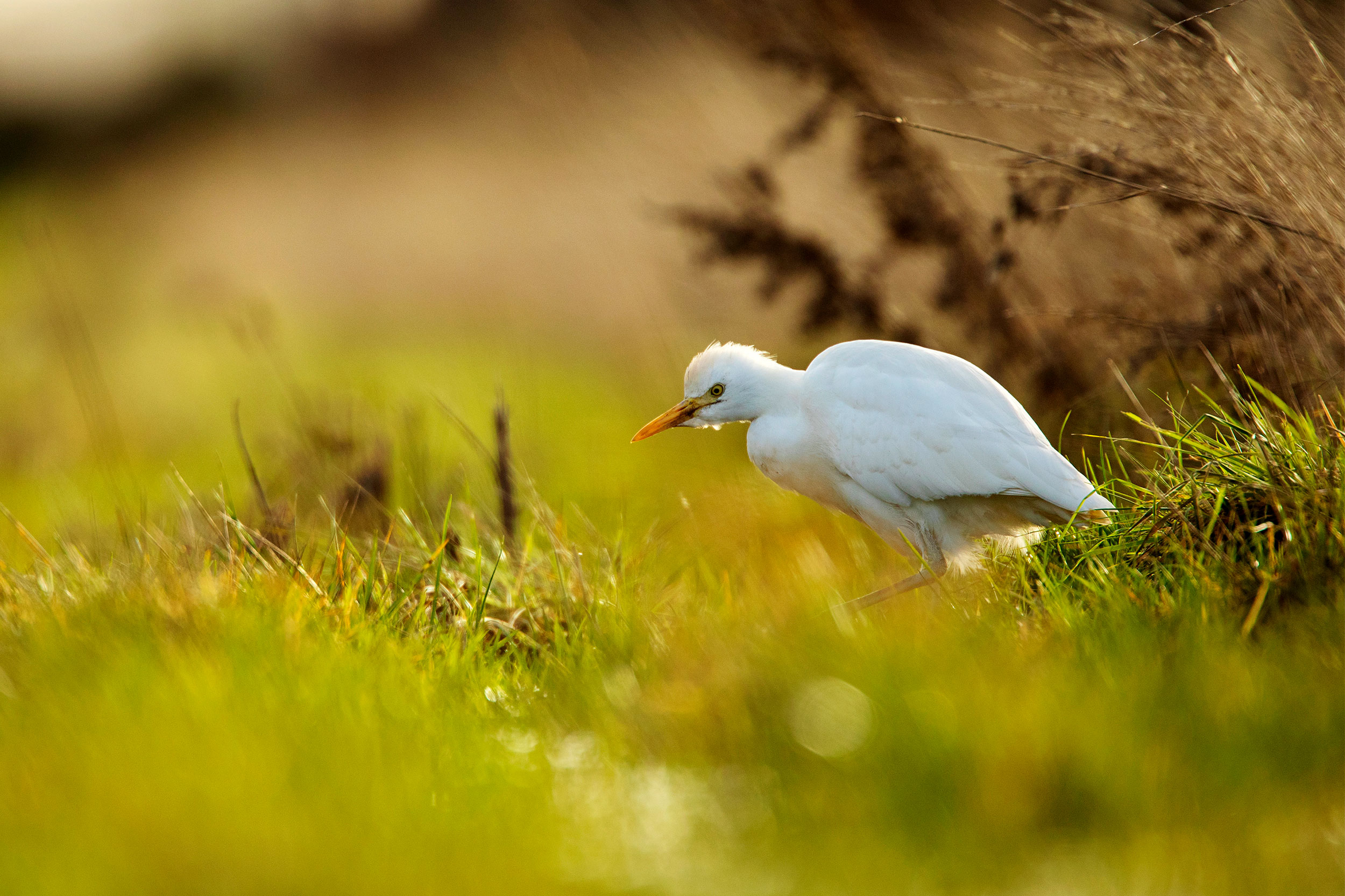 A white little Egret pauses at the edge of a green field.